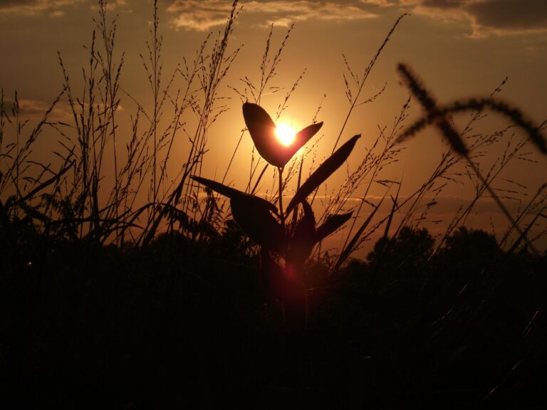 The Essence of Seasonal Change – A Poem