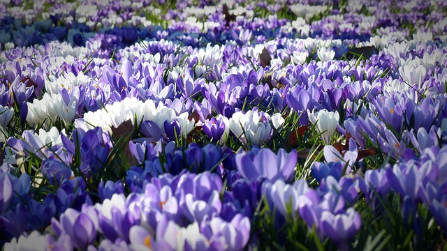 Free Crocus Flowers photo and picture