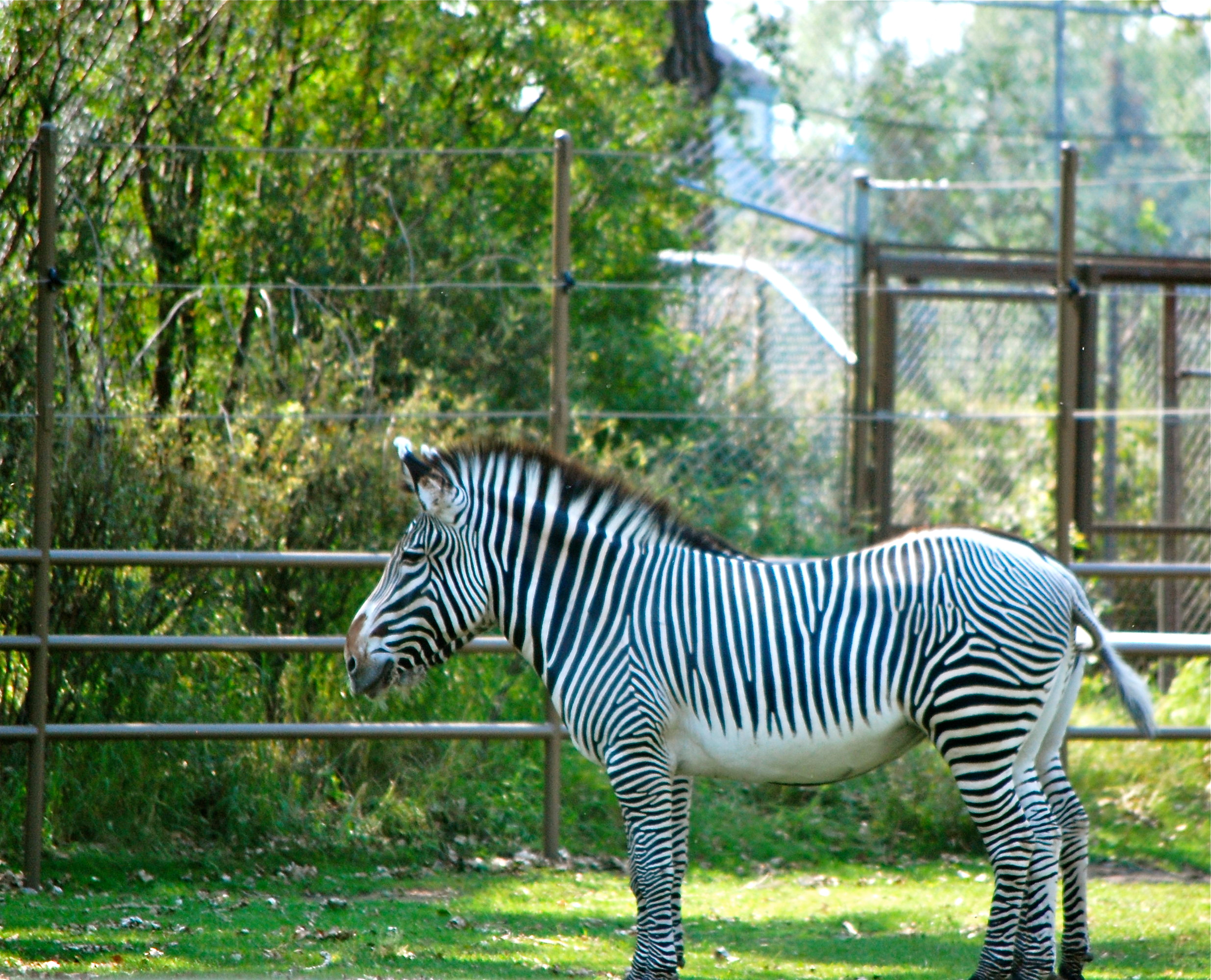 Picture of the Day: Just Minding My Own Stripes