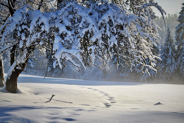 Free Nature Winter photo and picture