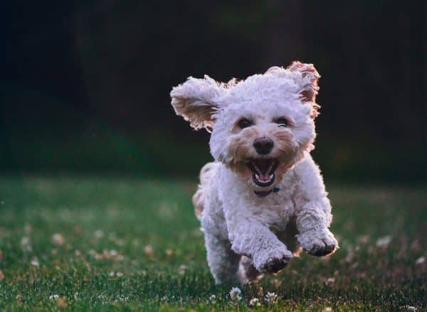 Cockapoo Puppy Playing | Guardianship Lawyers | Myatt & Bell