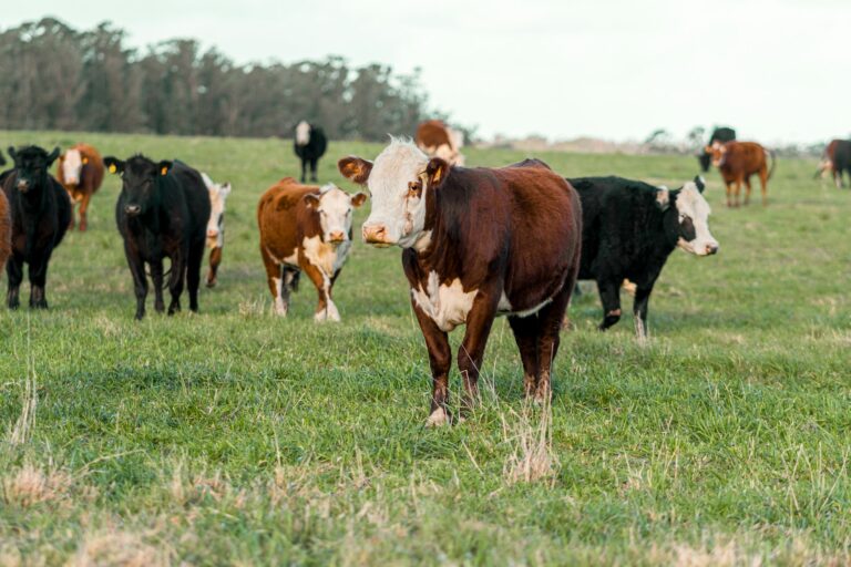 Bird Flu… in Cows?