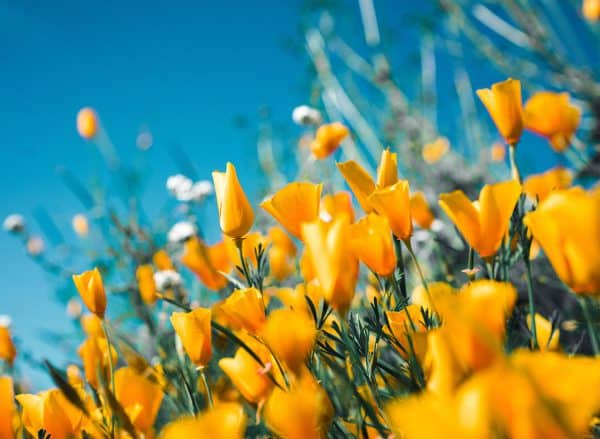 California Poppies | Guardianship Lawyers | Myatt & Bell