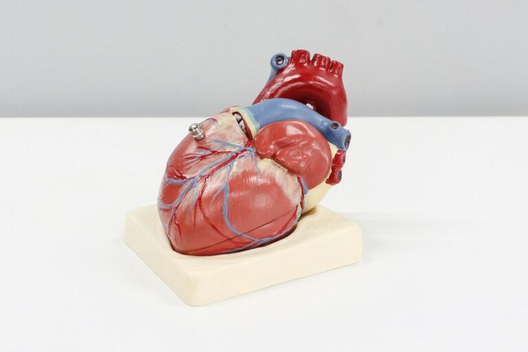 Human Heart Model on white table