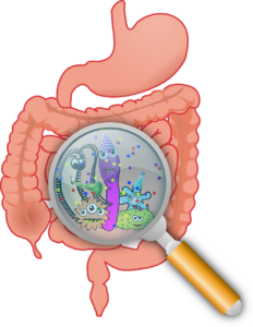 clipart of the intestine with a magnified glass looking into the intestine showcasing bacteria