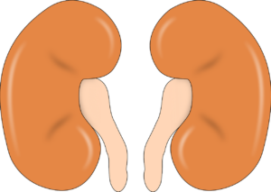 2-dimensional illustration of the kidneys 