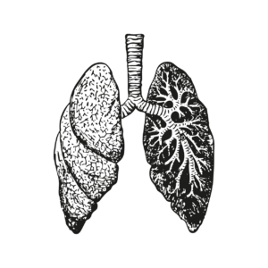 Black + white clipart of the lungs
